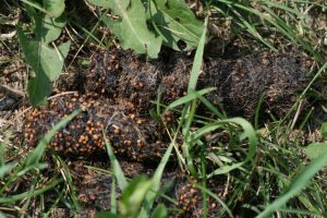 Coyote feces