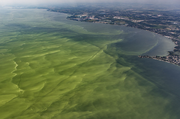 Lake Eerie Algae Bloom