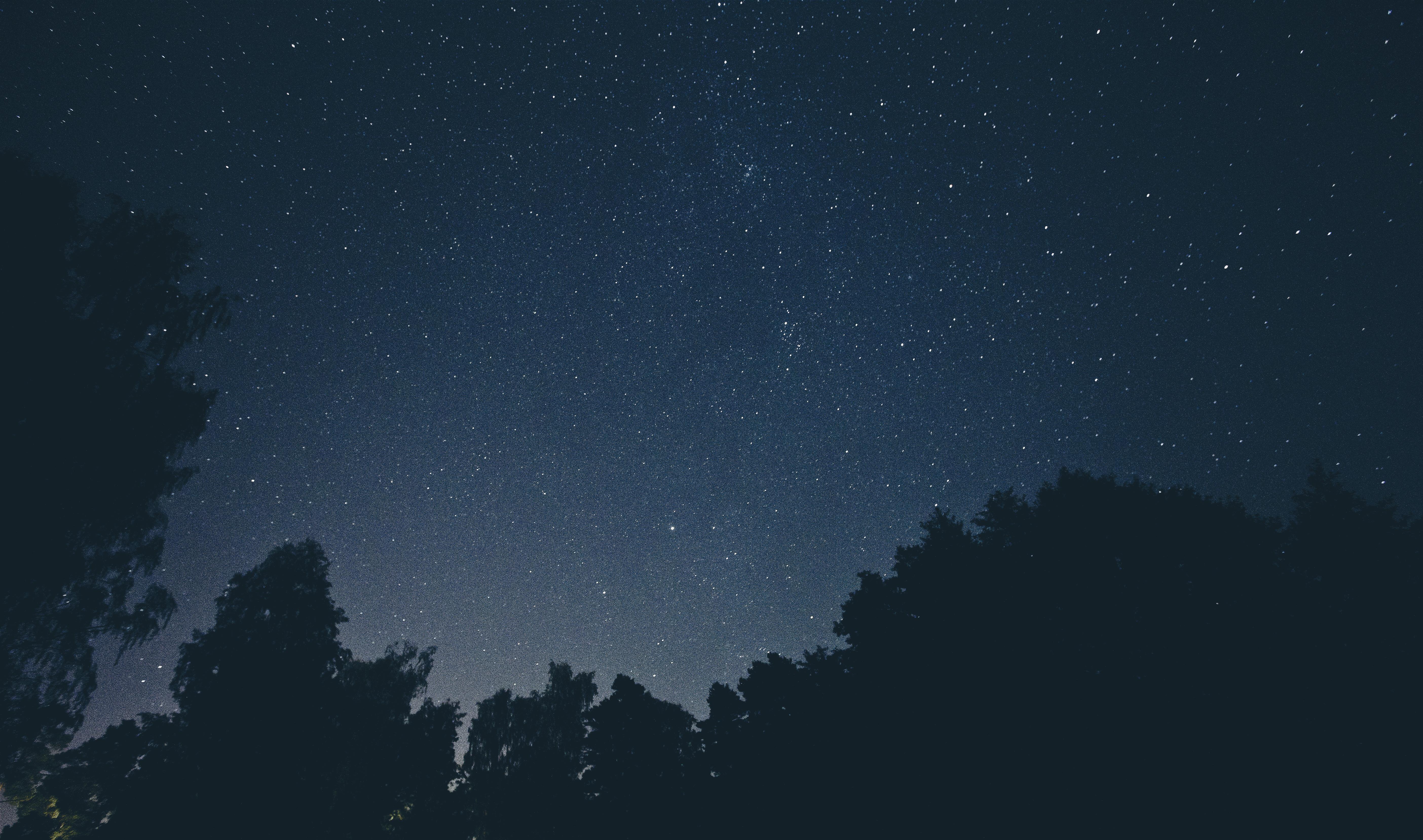 starry night sky above forest