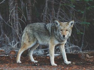 Video category image for wildlife